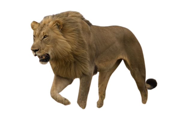 Elektra1_0 Elektra1_0